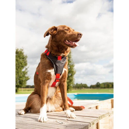 Beeztees Parinca Premium Y-Geschirr – Bild 5