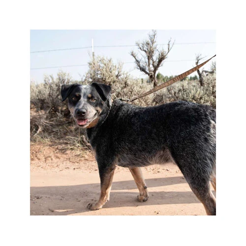 Carhartt Journeyman Leash – Bild 3