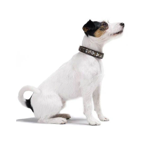 Hunter Halsband Arizona â Bild 2