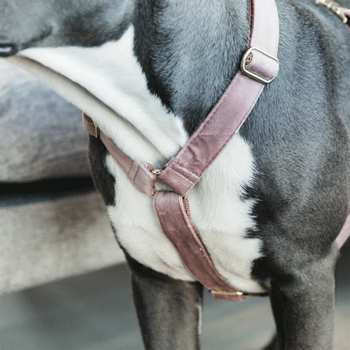 Kentucky Dogwear Hundegeschirr Velvet Loop – Bild 5