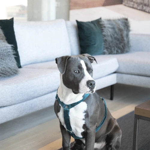 Kentucky Dogwear Hundegeschirr Velvet Loop – Bild 4