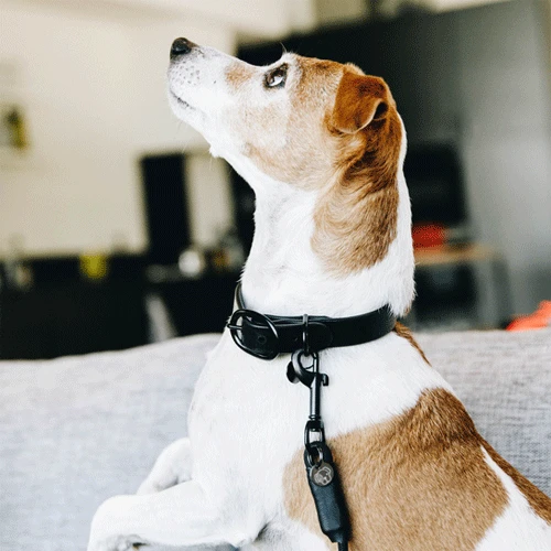 Kentucky Dogwear Soft Rubber Hundehalsband – Bild 2