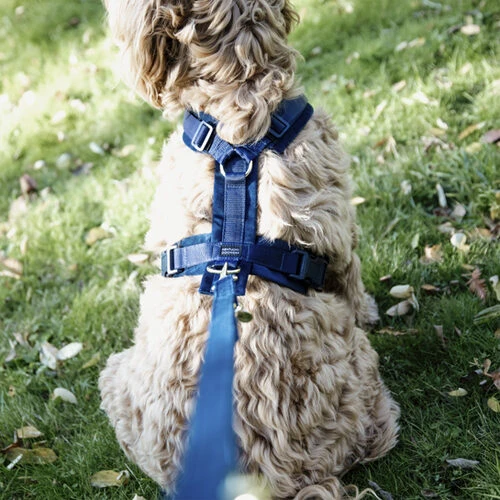 Kentucky Dog Harness Active Velvet – Bild 5