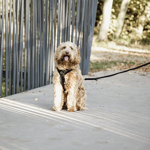 Kentucky Dog Harness Active Velvet – Bild 4