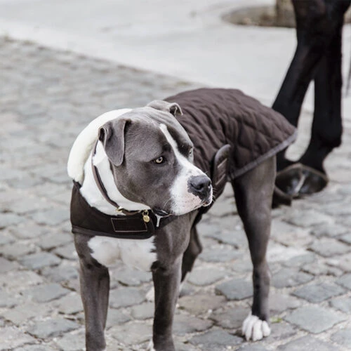 Kentucky Hundemantel Original – Bild 3