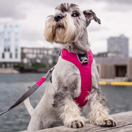 DOG Copenhagen Comfort Walk Pro Geschirr – Bild 4