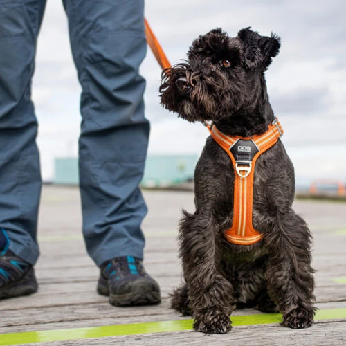 DOG Copenhagen Comfort Walk Air Geschirr – Bild 10