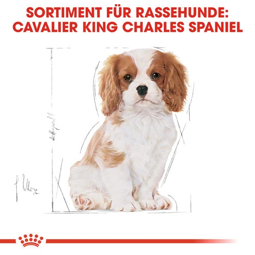 Royal Canin Cavalier King Charles Puppy - Hundefutter – Bild 5