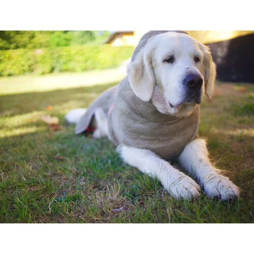 Siccaro WetDog SupremePro – Bild 5